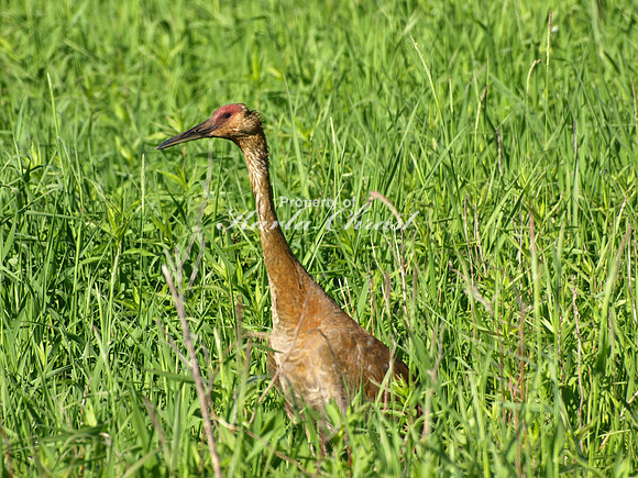 Sandhill Crane 1 - June 18, 2008