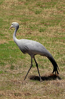 Blue Crane 2 - May 5, 2018