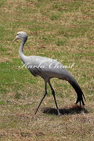 Blue Crane 2 - May 5, 2018