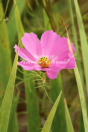 Cosmos 2 - September 8, 2018 Lake Wobegon Regional Trail Minnesota