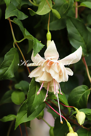 Fuschia 7 - August 10, 2018