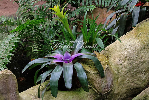 Bromeliad Plant 1 - September 11, 2015