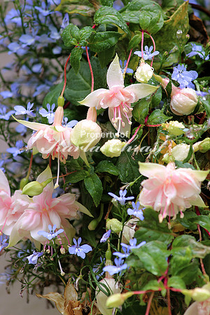 Fuschia 1 - July 3, 2015