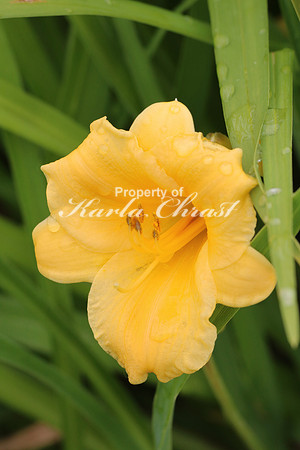 Daylily 2 - July 1, 2017 Red River State Recreation Area Minnesota