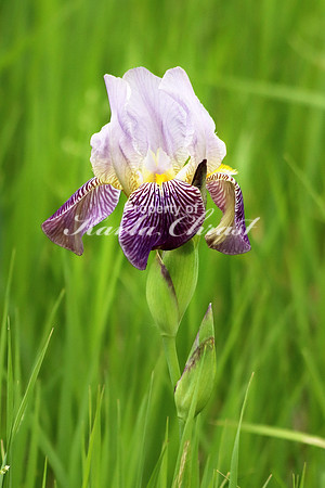Iris- June 2, 2018 Sakatah Singing Hills State Trail Minnesota