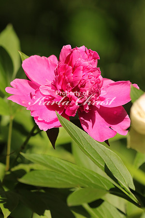 Peony - June 29, 2017 Rydell National Wildlife Refuge Minnesota