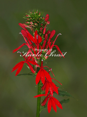 Cardinal Flower - July 13, 2010