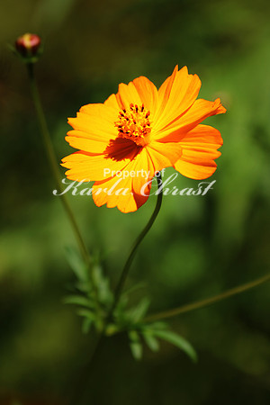 Coreopsis 8 - October 8, 2016 Lincoln Boyhood National Memorial Indiana
