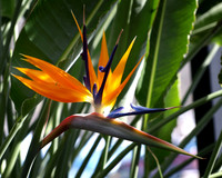 Bird of Paradise - February 28, 2009
