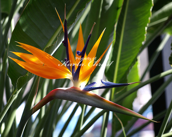 Bird of Paradise - February 28, 2009
