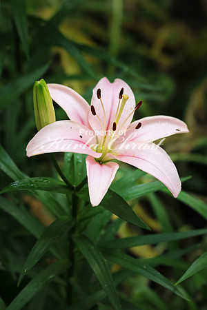 Asiatic Lily 3 - June 24, 2017