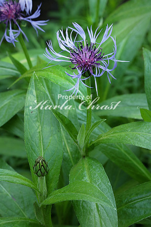 Centaurea Montana 1 - May 29, 2016