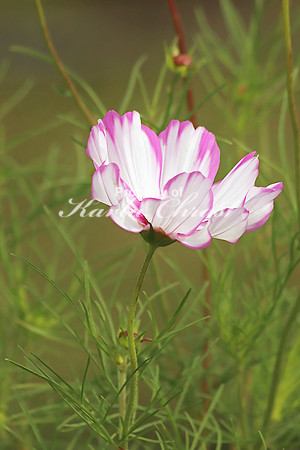 Cosmos 4 - September 8, 2018 Lake Wobegon Regional Trail Minnesota
