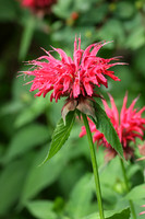 Bee Balm - July 30, 2016