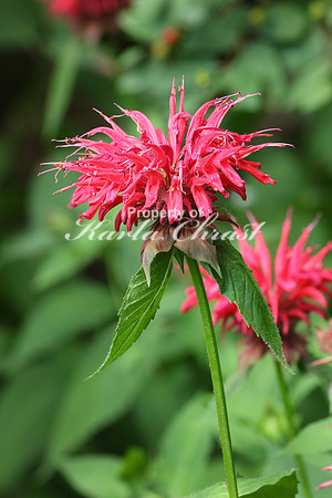 Bee Balm - July 30, 2016