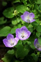 Bell Flower 1 - June 24, 2017