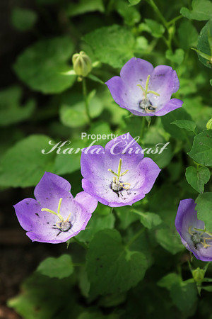 Bell Flower 1 - June 24, 2017