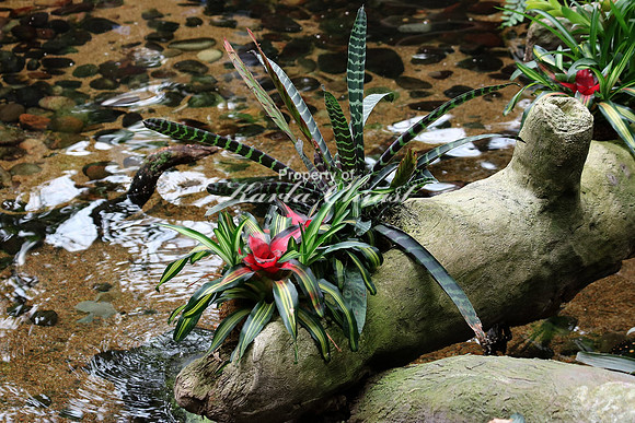 Bromeliad Plant 2 - September 11, 2015