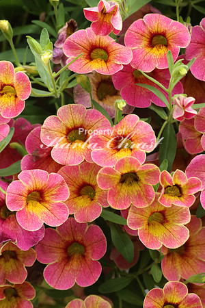 Calibrachoa 1 - May 29, 2016
