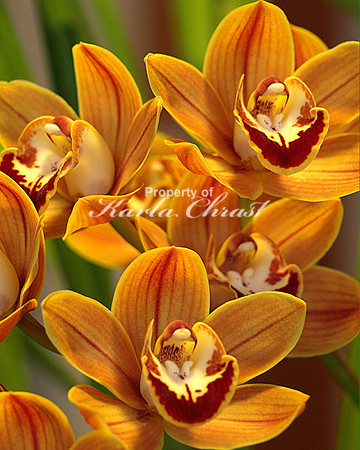 Orange Copper Cymbidium Orchids 2 - February 28, 2009