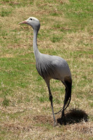Blue Crane 1 - May 5, 2018