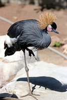 Black Crowned Crane 7 - September 11, 2015