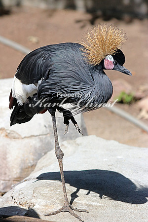 Black Crowned Crane 7 - September 11, 2015