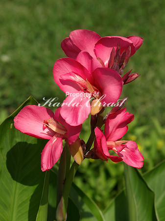 Canna Lily - August 13, 2011