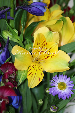 Peruvian Lily 1 - March 9, 2017