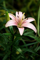 Asiatic Lily 1 - June 24, 2017