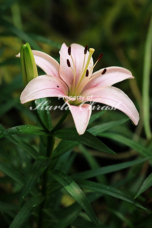 Asiatic Lily 1 - June 24, 2017