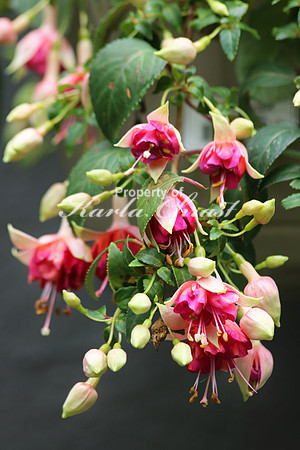 Fuschia 5 - July 21, 2017