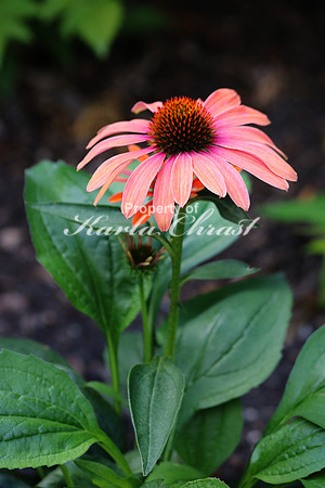 Coneflower, Julia - July 26, 2015