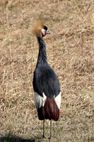 Black Crowned Crane 2 - May 5, 2018