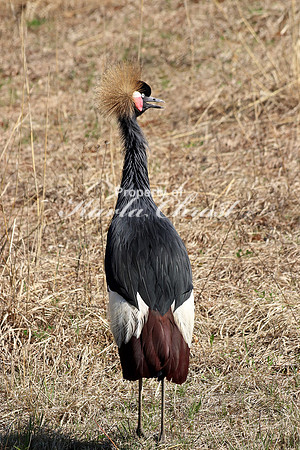 Black Crowned Crane 2 - May 5, 2018