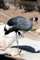 Black Crowned Crane 8 - September 11, 2015