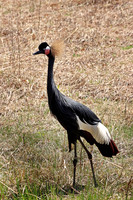 Black Crowned Crane 5 - May 5, 2018