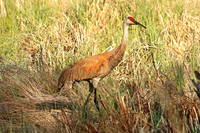 Sandhill Crane 3 - May 22, 2016 Tamarac National Wildlife Refuge Minnesota