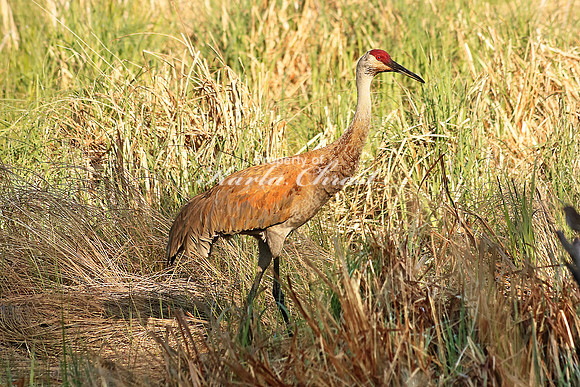 Sandhill Crane 3 - May 22, 2016 Tamarac National Wildlife Refuge Minnesota