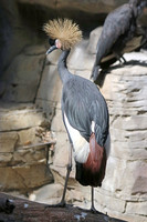 Black Crowned Crane 6 - September 11, 2015