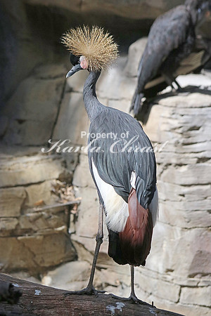 Black Crowned Crane 6 - September 11, 2015