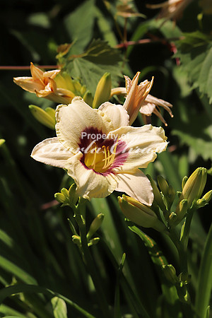 Daylily 3 - July 8, 2018