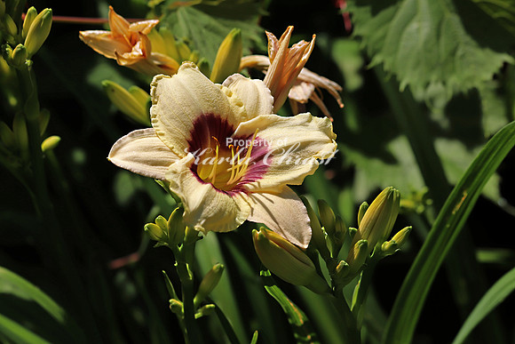 Daylily 4, July 8, 2018