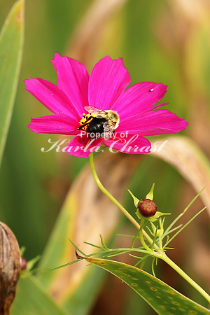 Cosmos 3 - September 8, 2018 Lake Wobegon Regional Trail Minnesota