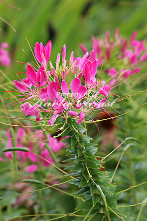 Cleome 1 - September 14, 2019 Lake Wobegon Regional Trail