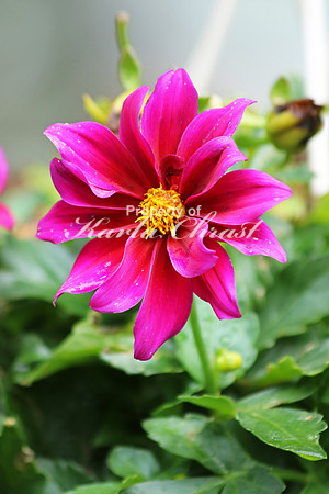 Dahlia 1 - June 24, 2017