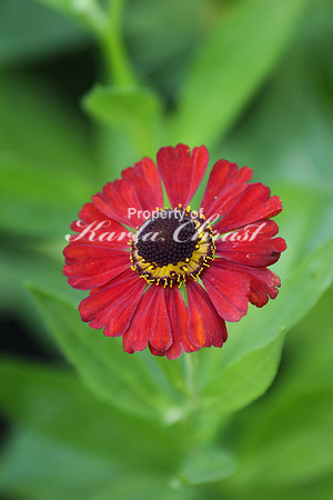 Helenium - July 30, 2016
