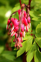Bleeding Heart 1 - April 29, 2017
