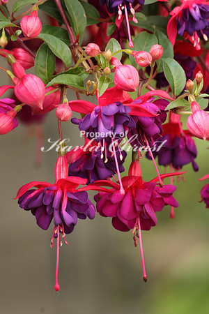 Fuschia 4 - May 29, 2016