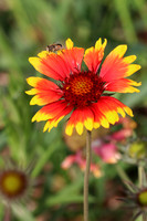 Blanket Flower 1 - September 4, 2017 Wind Cave National Park South Dakota